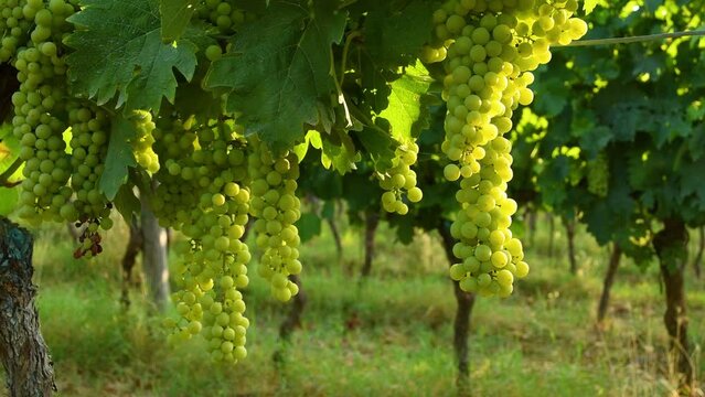bunches of white grapes in a green vineyard of chianti region on a sunny day. summer season, Tuscany. pan camera movement. Italy