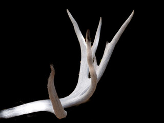 Old faded shed deer antler