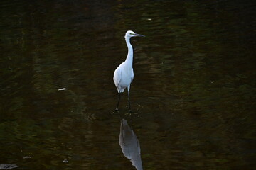 An egret in a stream. It preys on fish and frogs with its long beak at the riverside.