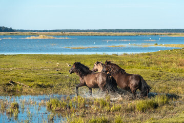 Three semi-wild horses konik polski are running in the water at Engure lake nature park in Latvia © Julija