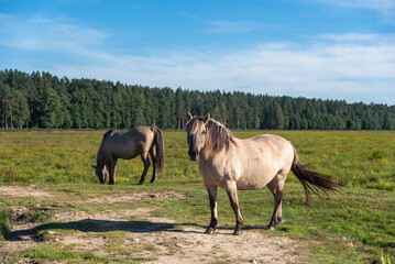 Semi-wild konik polski horses at Engure Lake Nature Park, Latvia