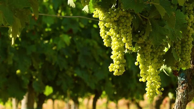 Bunches of white grapes in a Chianti vineyard on a sunny day. Tuscany, Italy.