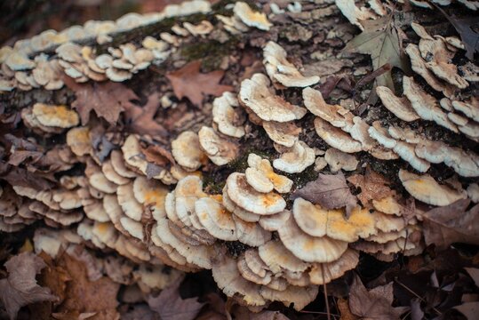 Closeup shot of Trichaptum biforme mushrooms on a tree under sunlight