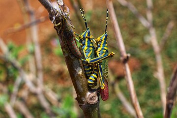 colorful grasshopper in nice blur background HD - obrazy, fototapety, plakaty