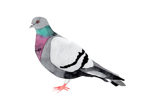 Hand drawn watercolor illustration of a rock pigeon bird. Isolated on transparent background.