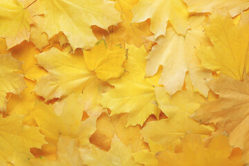Background of yellow autumn leafs