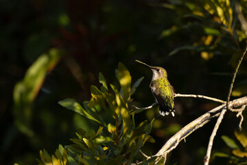 Fototapeta na wymiar Female ruby-throated hummingbird (Archilocus colubris) perched on a tree in early morning light in Sarasota, Florida. Species ID is tentative.