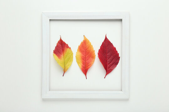 Autumn leafs with wooden frame on white background