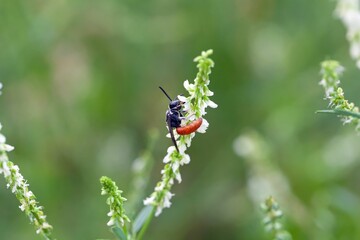 The solitary parasitic bee Sphecodes albilabris
