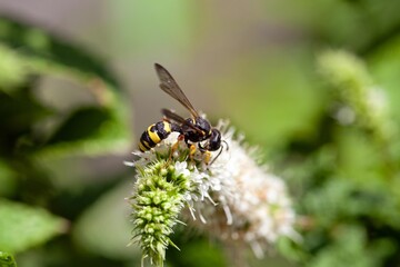 Ornate tailed digger wasp, Cerceris rybyensis