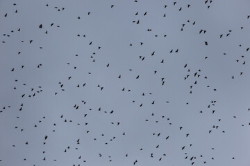 Flock of birds filling the frame