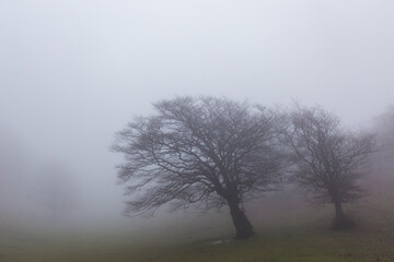 Fototapeta na wymiar Trees in the middle of fog