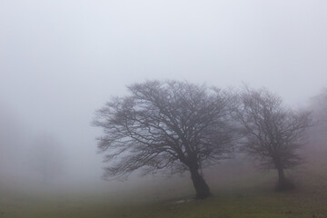 Trees in the middle of fog