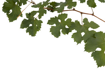 a branch of grapevine on a transparent background