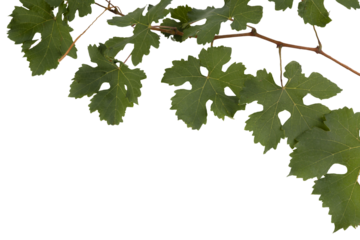 a branch of grapevine on a transparent background