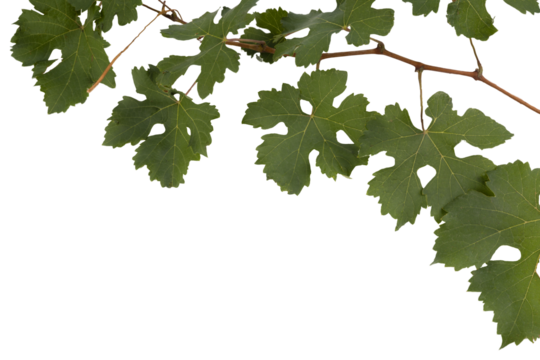 a branch of grapevine on a transparent background