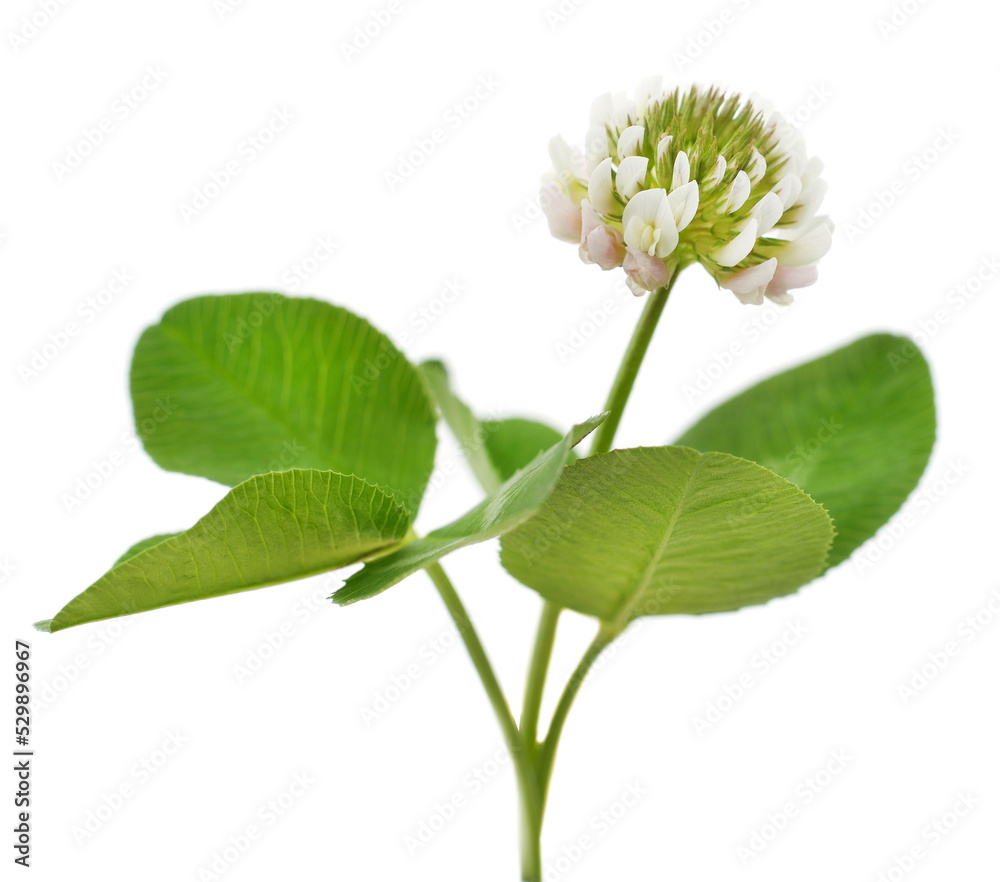 Wall mural clover blossom with leaves.