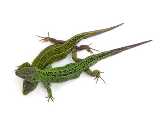 Two green lizards.