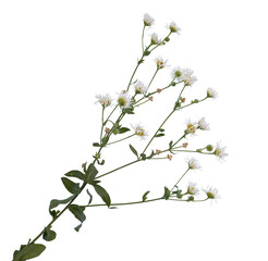 Erigeron annuus flowers isolated on a transparent background