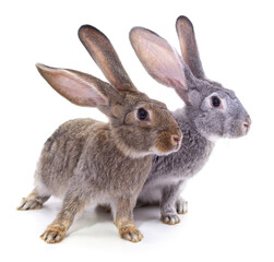 Fototapeta premium Two beautiful rabbits.