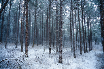 Fototapeta premium Winter in the pine forest