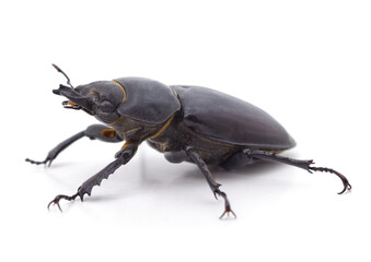 One black beetle.