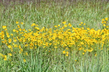 Yellow Wildflowers in a Field