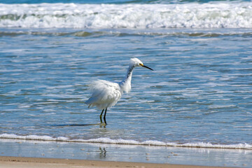 Snowy Egret