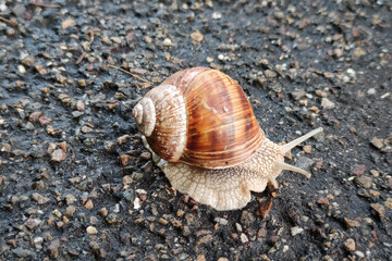 Large snail crawls over an asphalt road after some rain has fallen. The snail is about 5 centimeters (2 inches) in size.