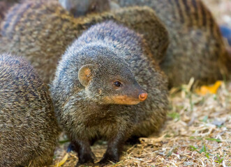 Cute banded mongoose in a group of friends