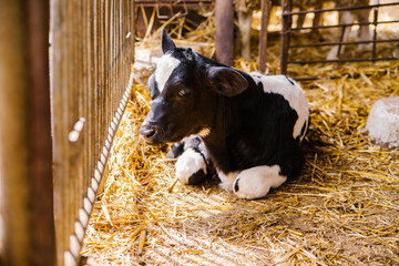 A young bull is lying on the hay in the barn and resting. The calf is black and white. Bright sunlight and shadows. Animal husbandry, Agricultural industry. © Cherkasova Alie