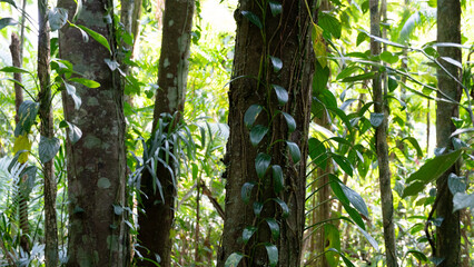 Obraz premium Floresta úmida tropical