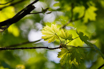 Young blossoming maple leaves close-up on a tree