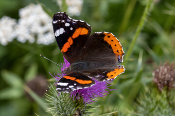 Colorful butterfly on purple flower in field close up