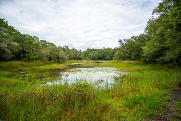 Obraz premium Violet Cury Preserve in Tampa, Florida