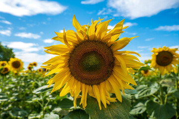 Sunflower in the field against the blue sky