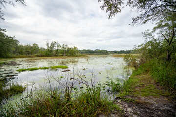 Violet Cury Preserve in Tampa, Florida