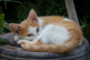 Cute kitten snoozing in natural farm setting