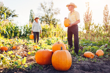 Family couple of retired farmers pick pumpkins in autumn field at sunset. Workers harvest...