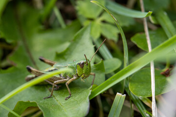 Green grashopper in subcarpathian farm field