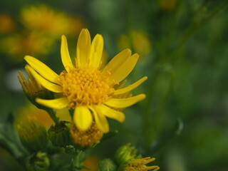 Polny, żółty mały kwiatek
