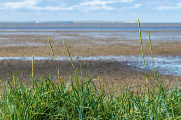 gräser mit dem wattenmeer während ebbe im hintergrund