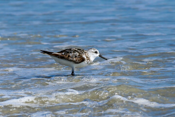 Sanderling on beach