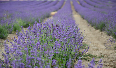 Summer flowering fields with lavender and poppies.