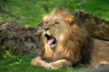 Naklejka na ściany i meble Katanga Lion or Southwest African Lion, panthera leo bleyenberghi. Head Close Up. Natural Habitat. Big lion with dark mane in the green grass in the savanna.Portrait of an african lion in the green.