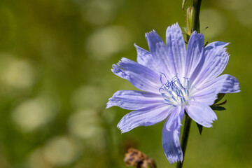 Purple flower close up in subcarpathian farm land