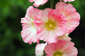 Pink and white flowers of hollyhocks blooming in the garden. Hollyhock or Alcea rosea