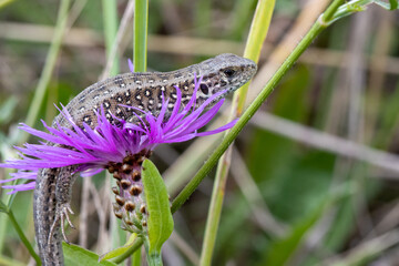 Lizard on purple flower in agricultural field close up