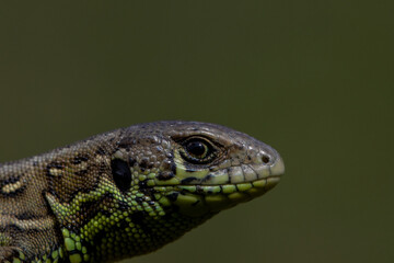 Lizard head close up on dark bokeh green background