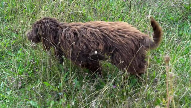 a red brown cockapoo puppy running quickly and erratically, zig-zag through tall meadow grassland 